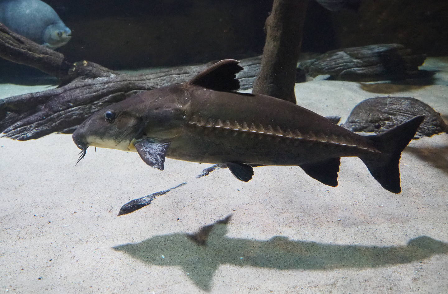 Ripsaw catfish (Oxydorax niger), 2020-05-24