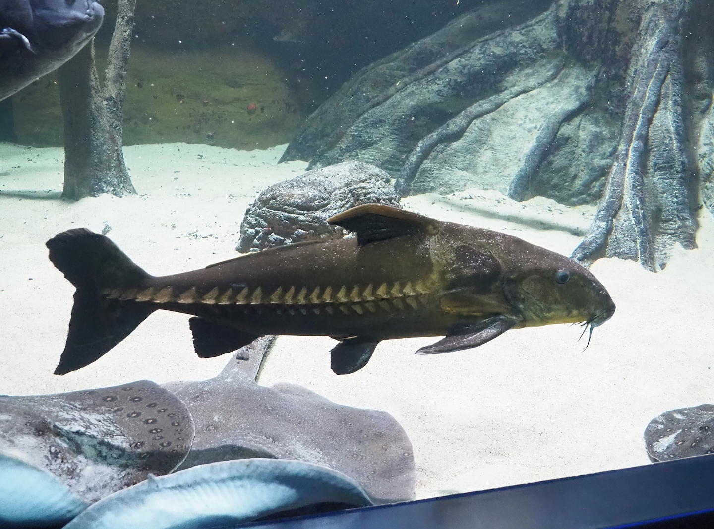 Ripsaw catfish (Plated catfish) (Oxydoras niger) and Ocellate river stingray (Potamotrygon motoro), 2023-04-08