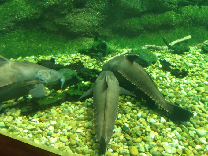 Ripsaw Catfish