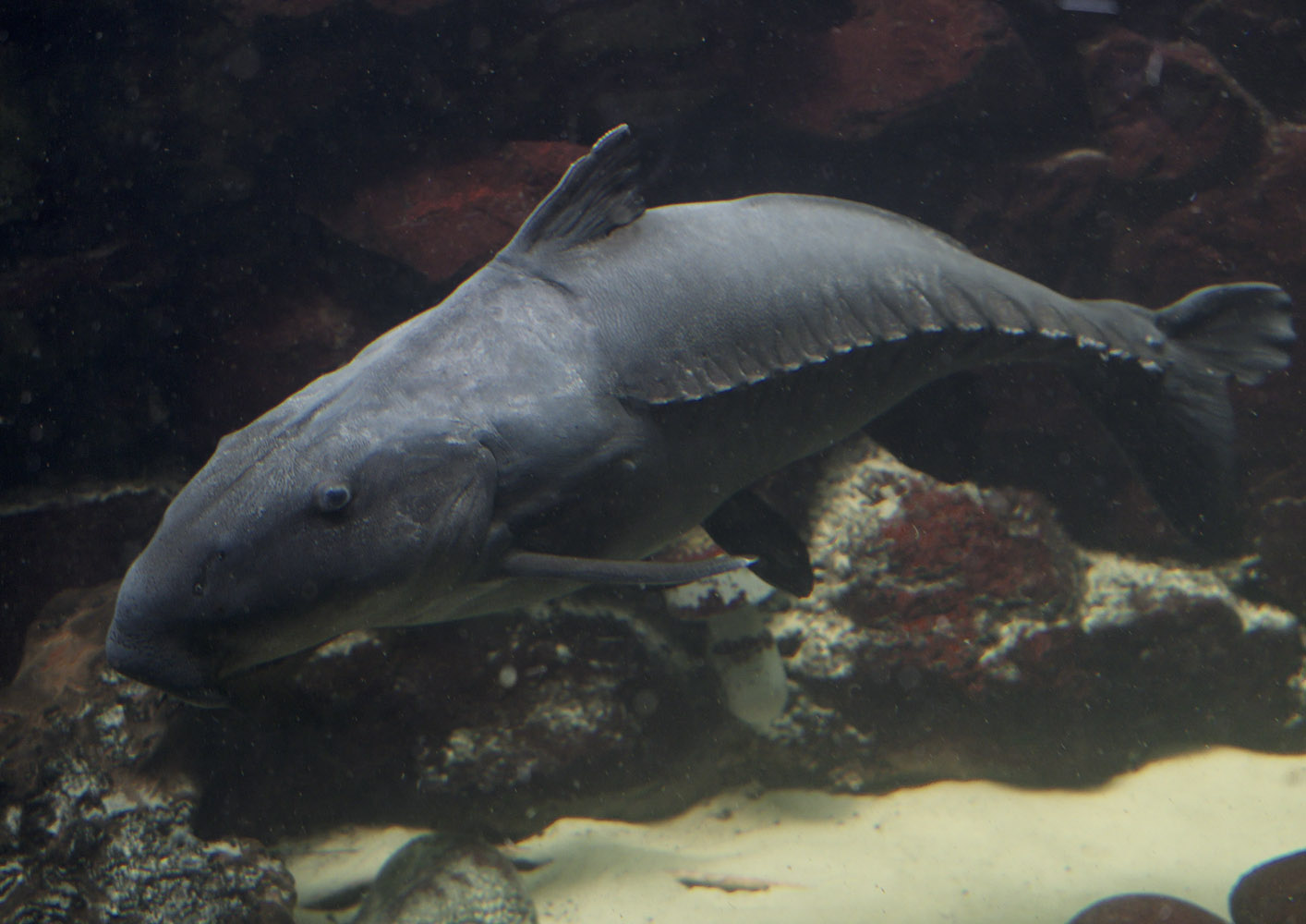 Ripsaw catfish