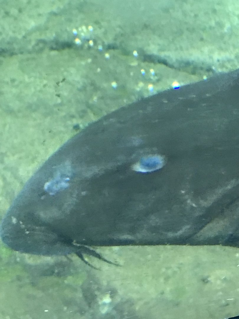 Ripsaw catfish