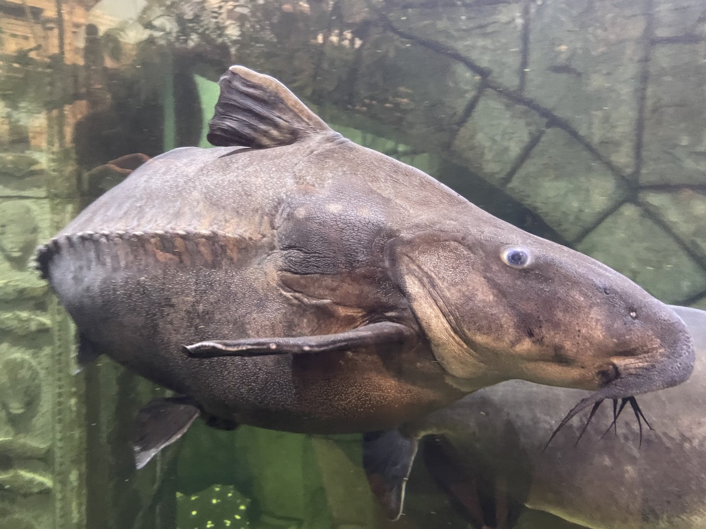 Ripsaw Catfish
