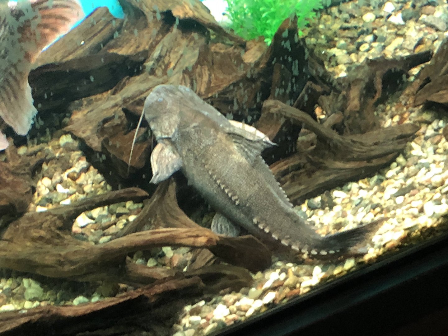 Ripsaw Catfish