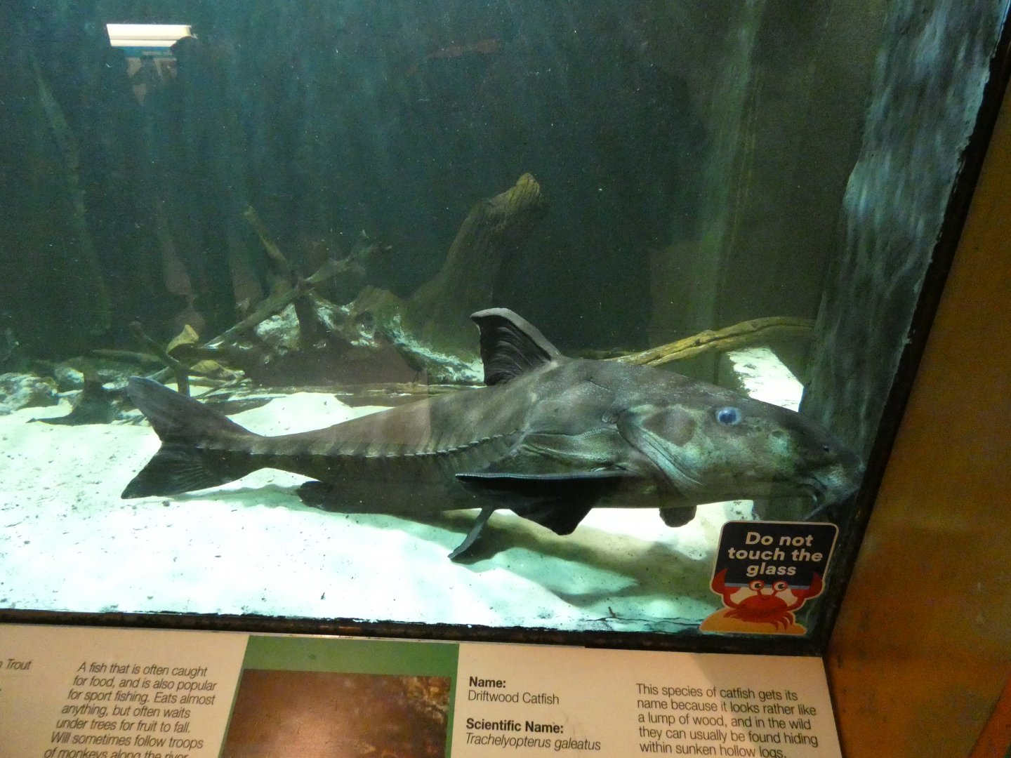 Ripsaw catfish