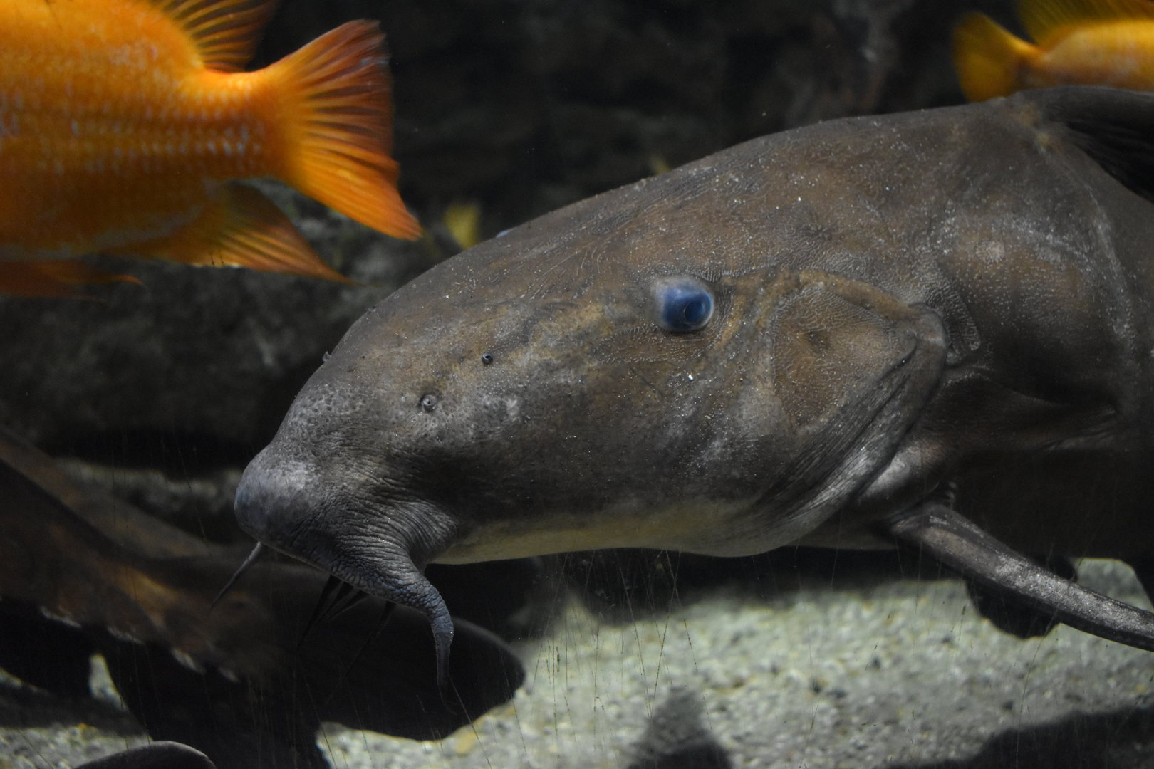 Ripsaw catfish