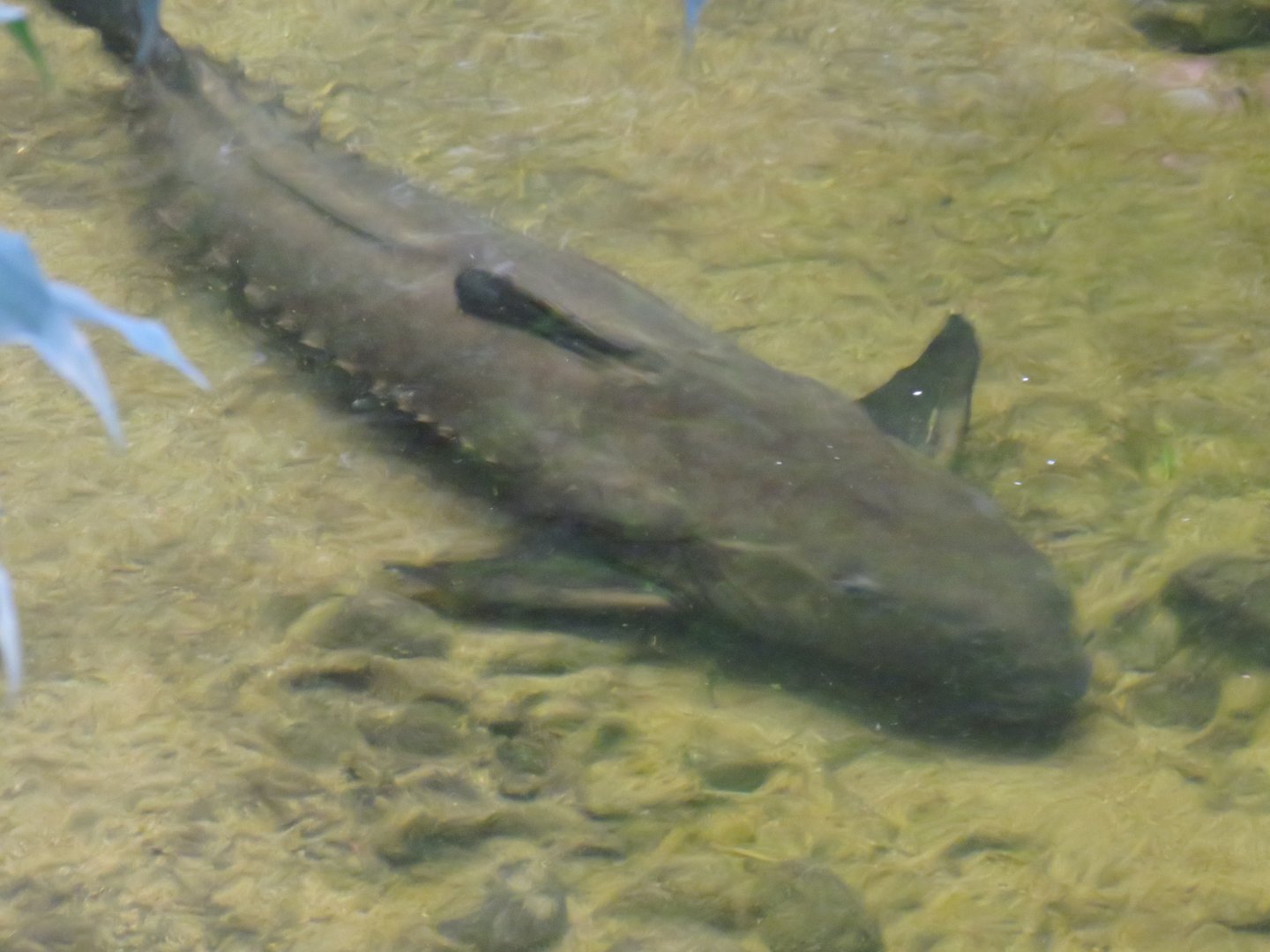 Ripsaw catfish