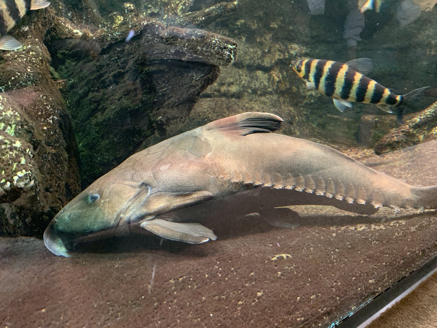 Ripsaw Catfish