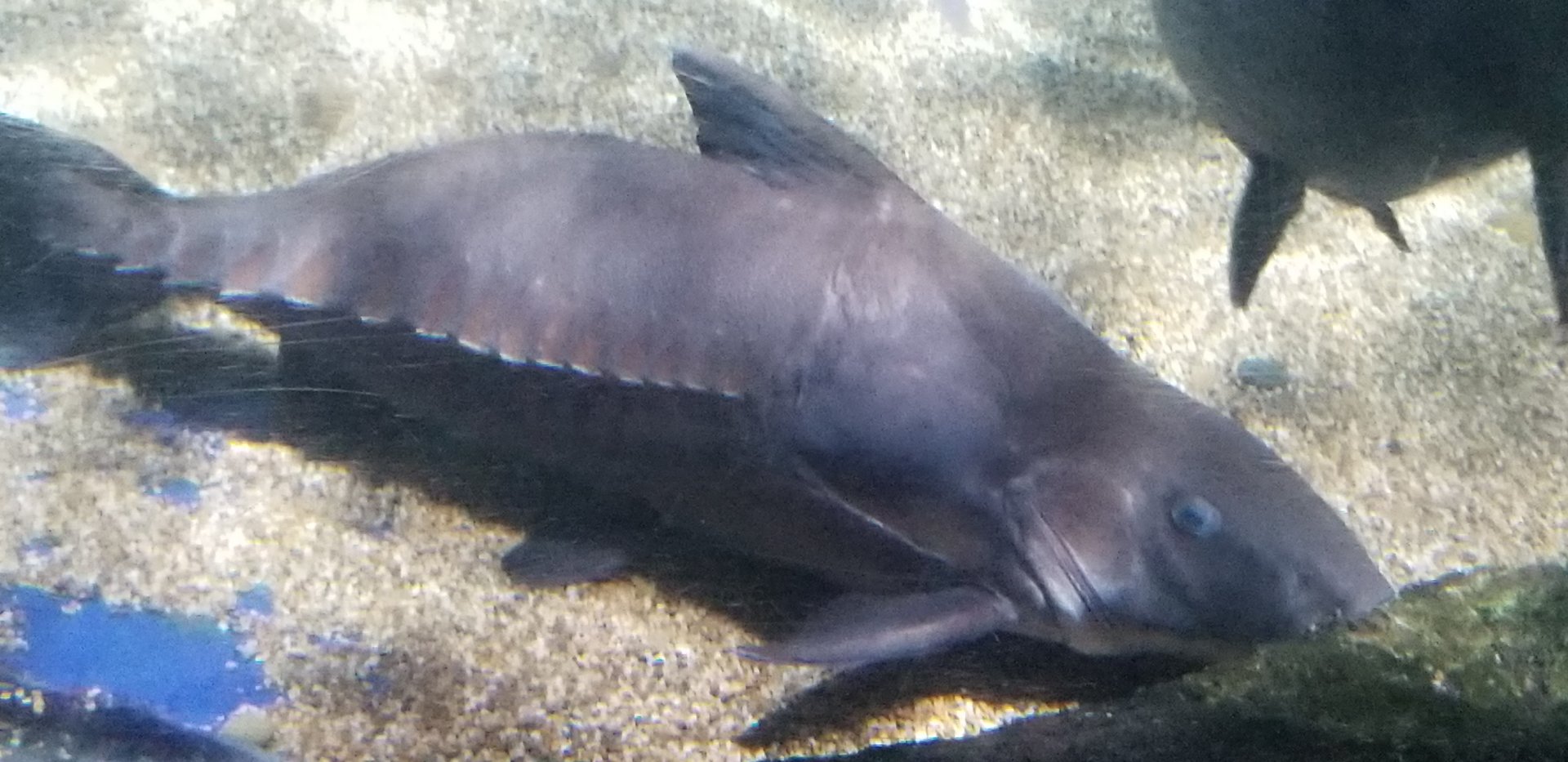 Ripsaw Catfish