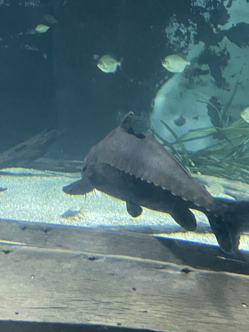 Ripsaw Catfish