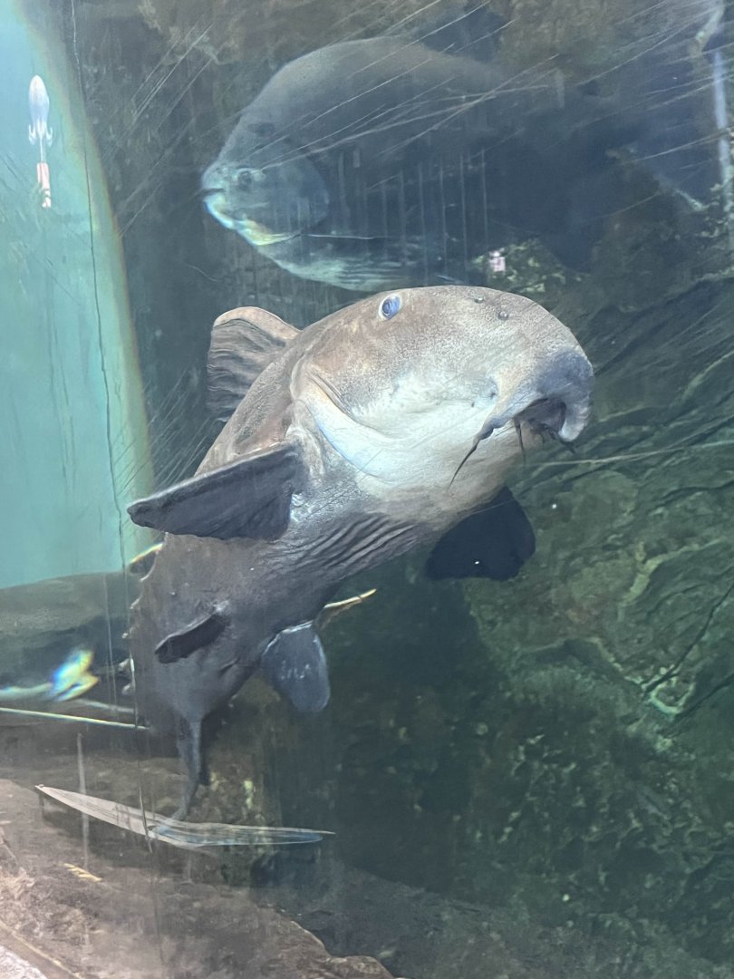 Ripsaw catfish