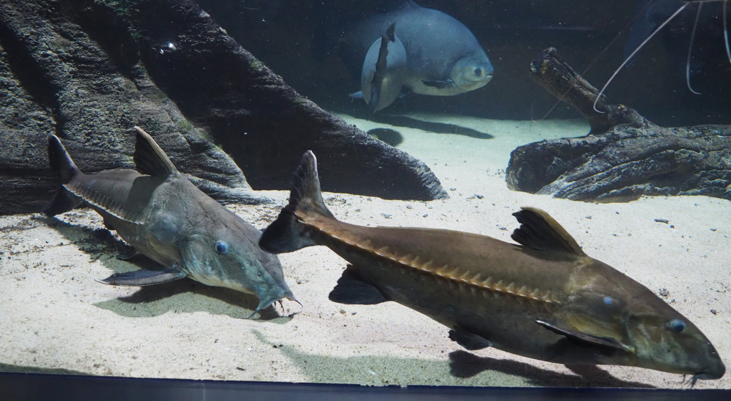 Ripsaw catfishes (Oxydoras niger), 2020-09-20