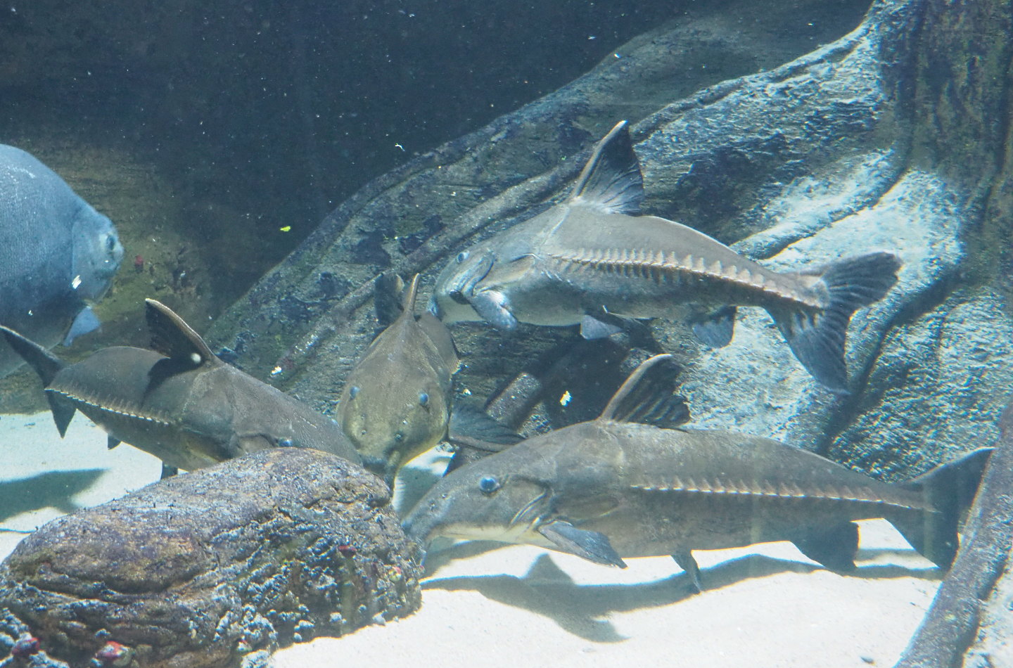 Ripsaw catfishes (Oxydoras niger), 2022-05-26