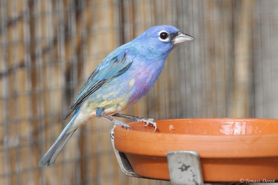Rise-bellied bunting (Passerina rositae) male
