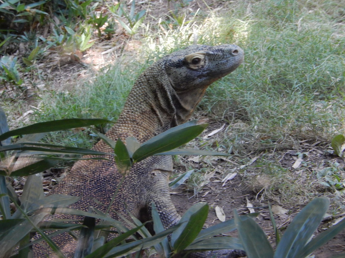 Rising from the Grasses