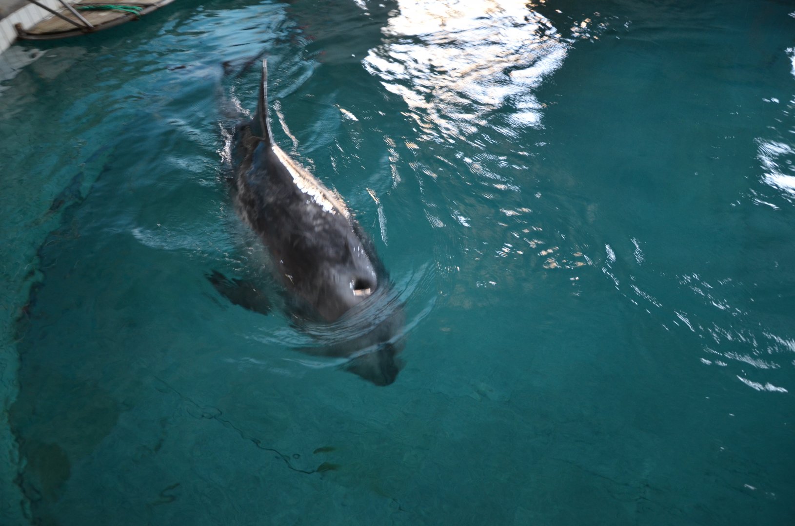 Risso's doiphin,Grampus griseus