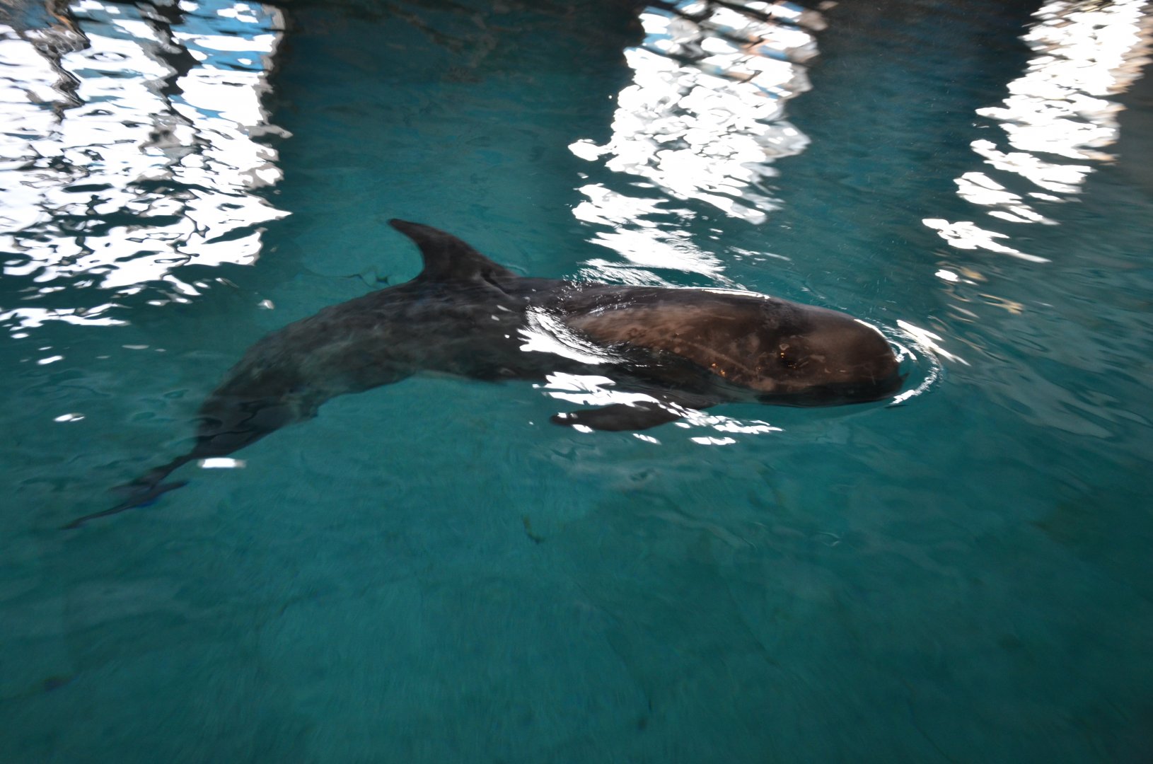 Risso's doiphin,Grampus griseus