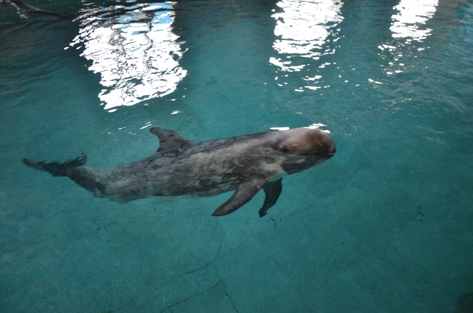 Risso's doiphin,Grampus griseus