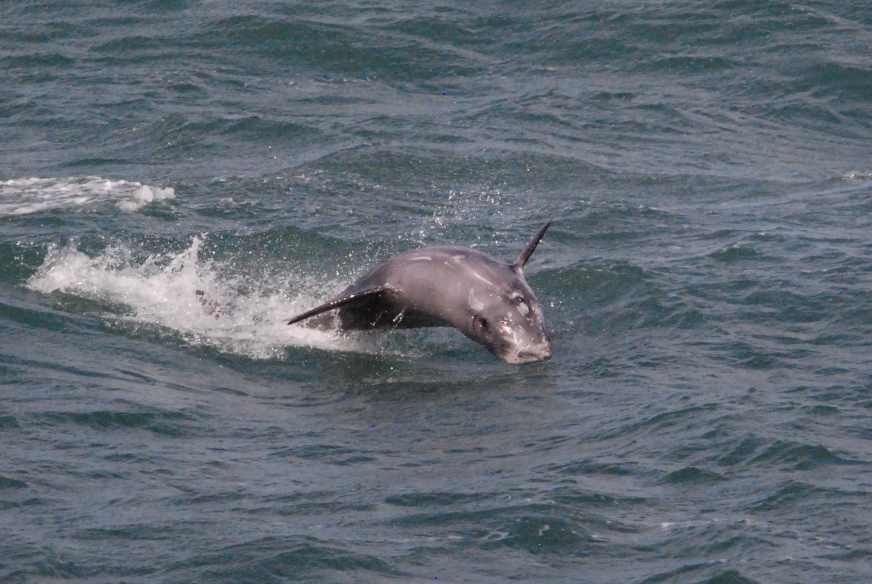 Risso's Dolphin at Point Lynas, Anglesey, 1st October 2022