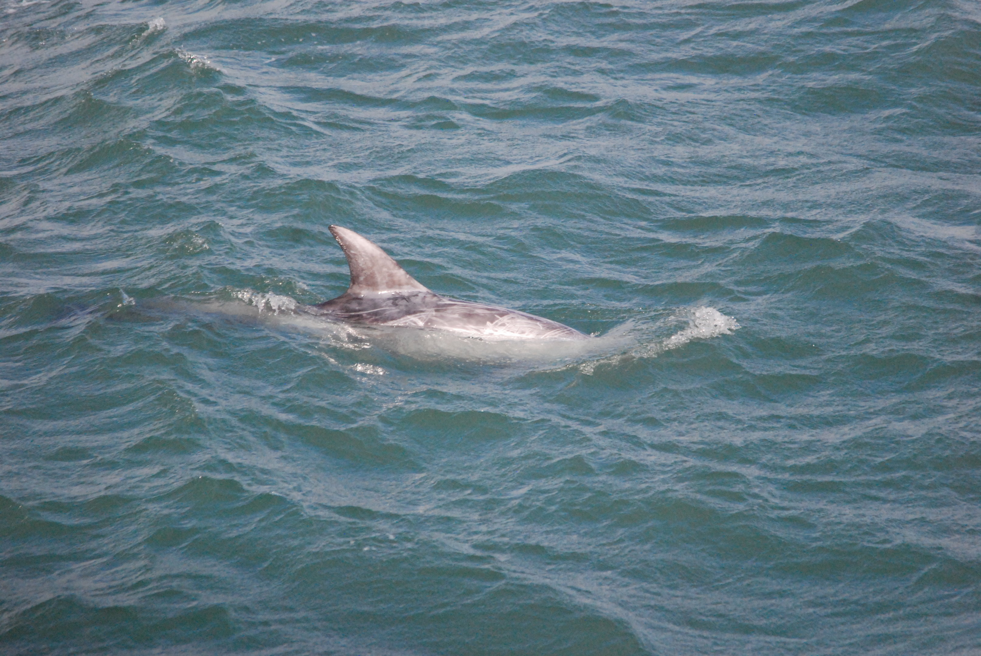 Risso's Dolphin at Point Lynas, Anglesey, 1st October 2022