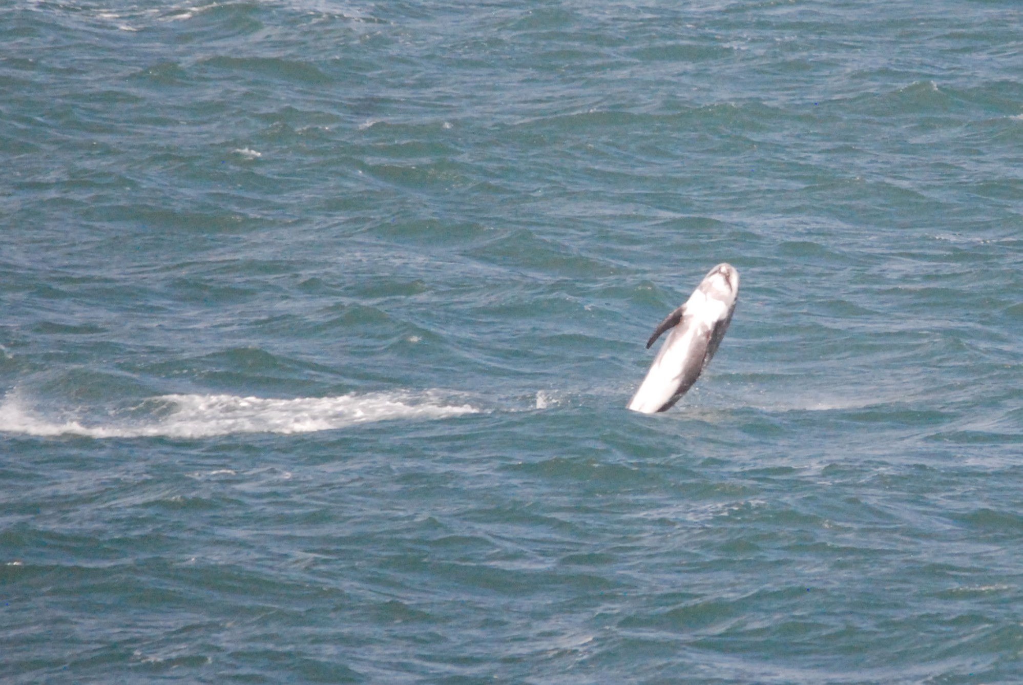 Risso's Dolphin at Point Lynas, Anglesey, 1st October 2022
