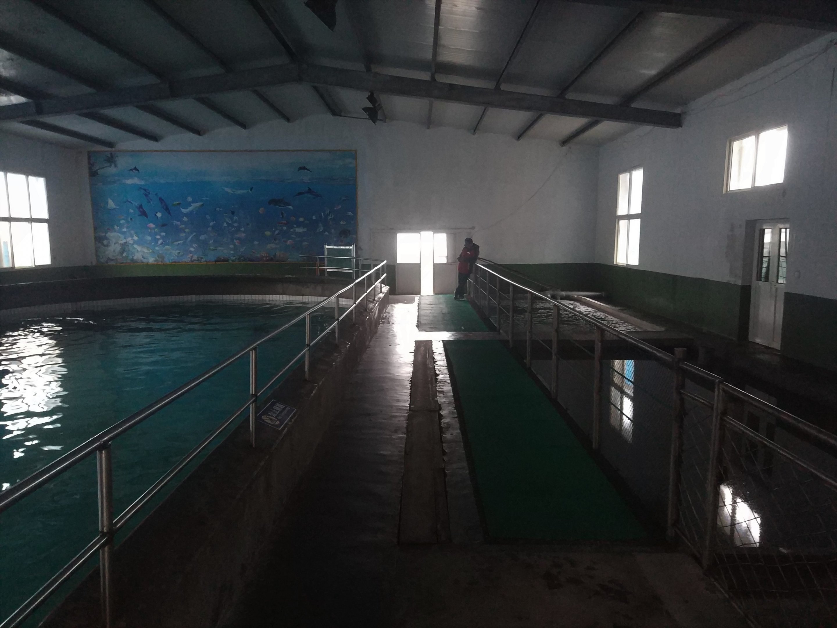 Risso's Dolphin Exhibit