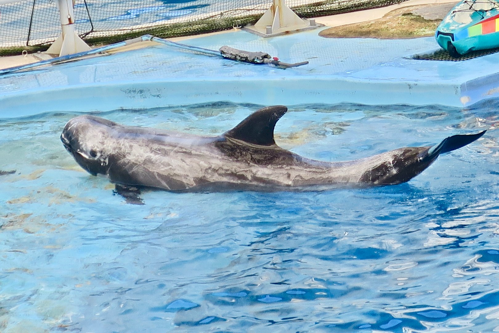 Risso's Dolphin (Grampus griseus) - Farglory Ocean Park