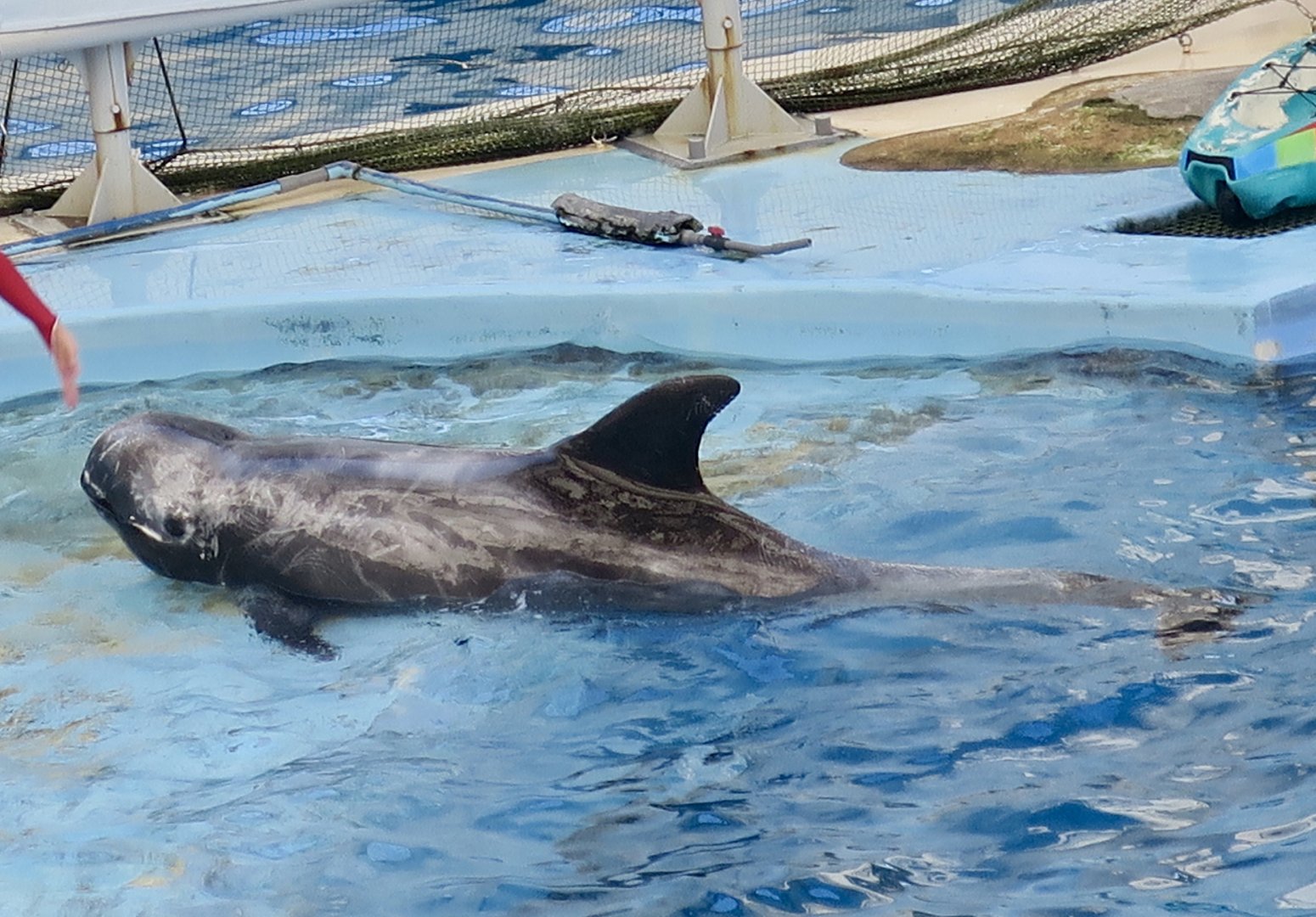 Risso's Dolphin (Grampus griseus) - Farglory Ocean Park