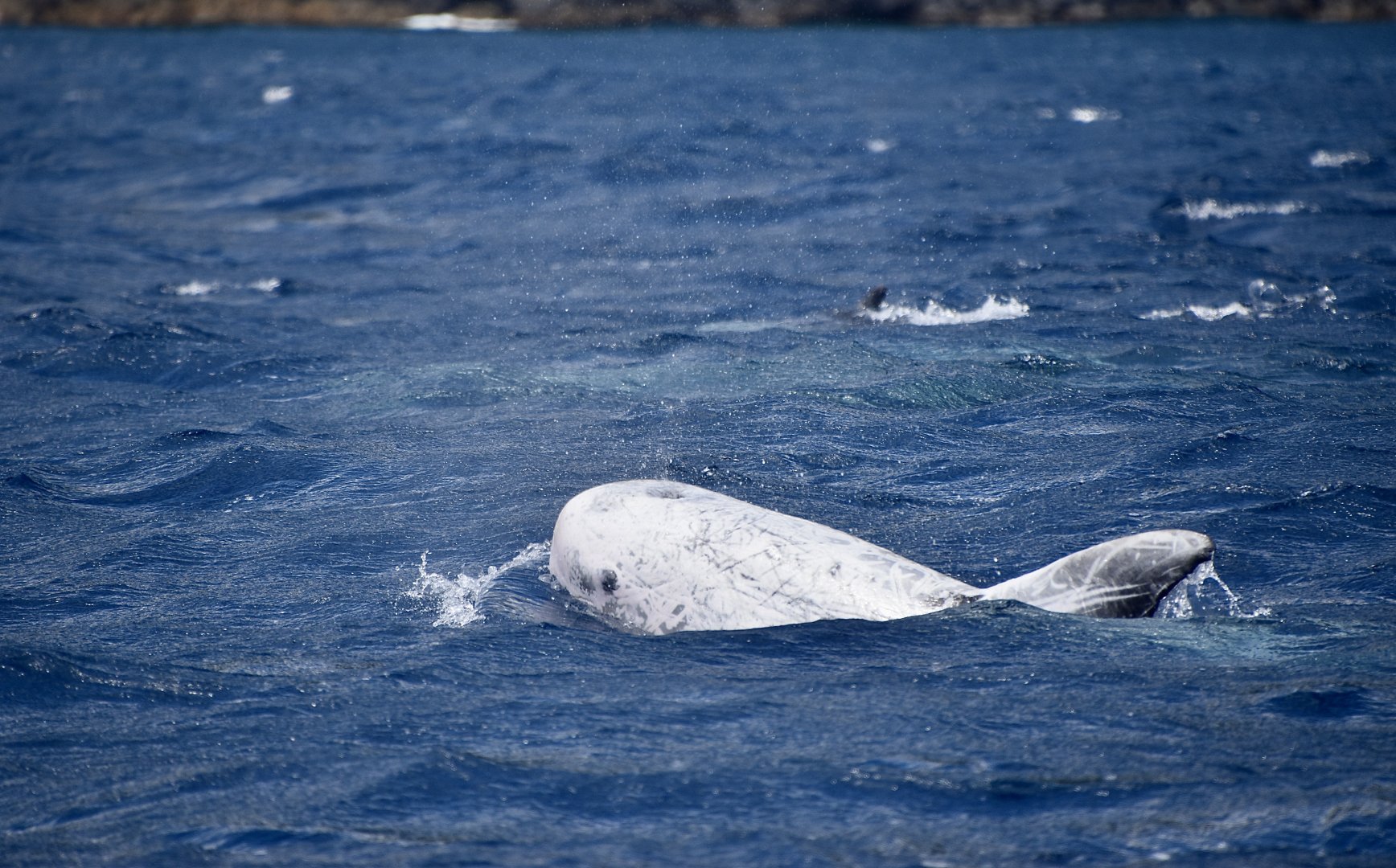 Risso's Dolphin (Grampus griseus) white from scarring