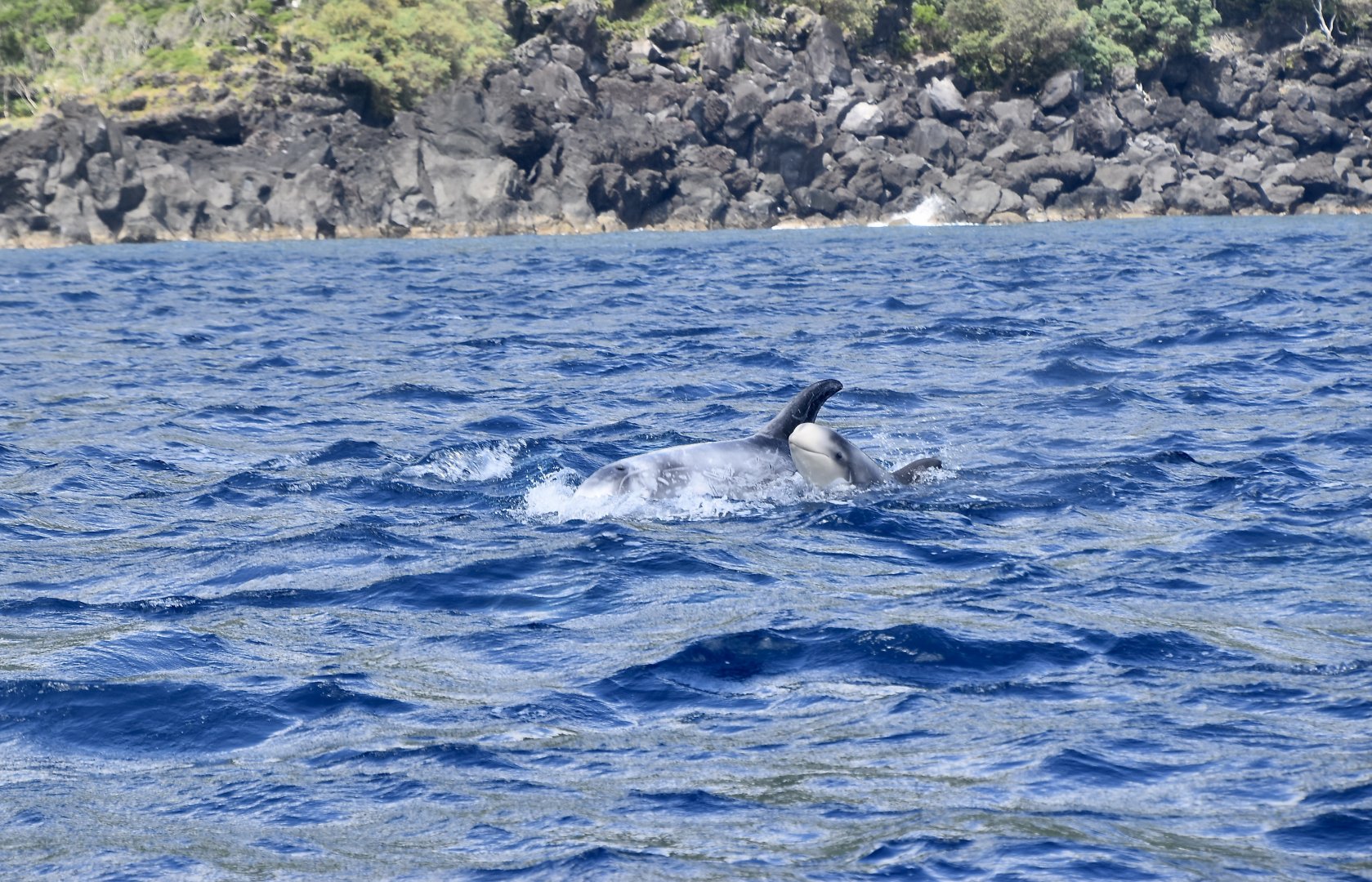 Risso's Dolphin (Grampus griseus) with newborn calf