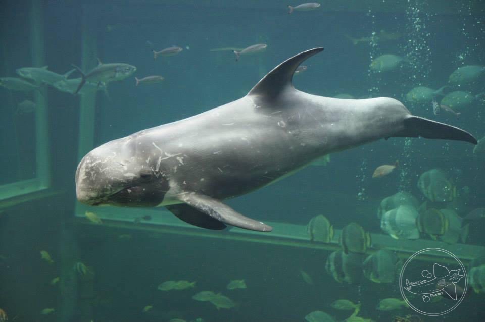 Risso's Dolphin (Grampus griseus)