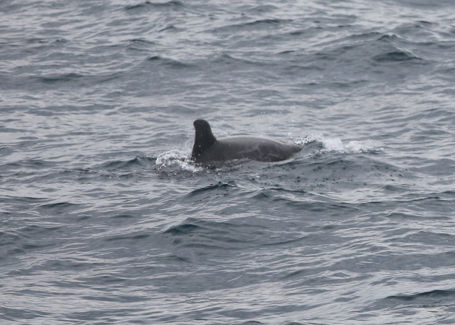 Risso's dolphin (Grampus griseus)
