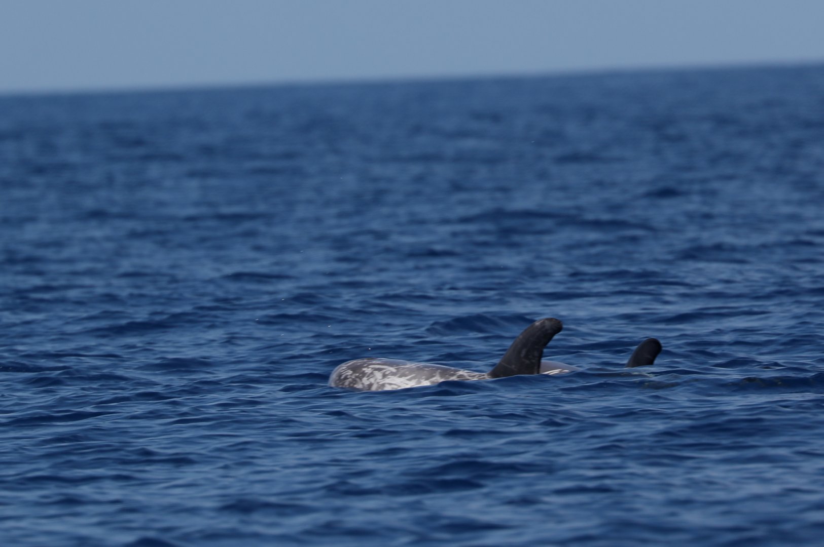 Risso's dolphin (Grampus griseus)