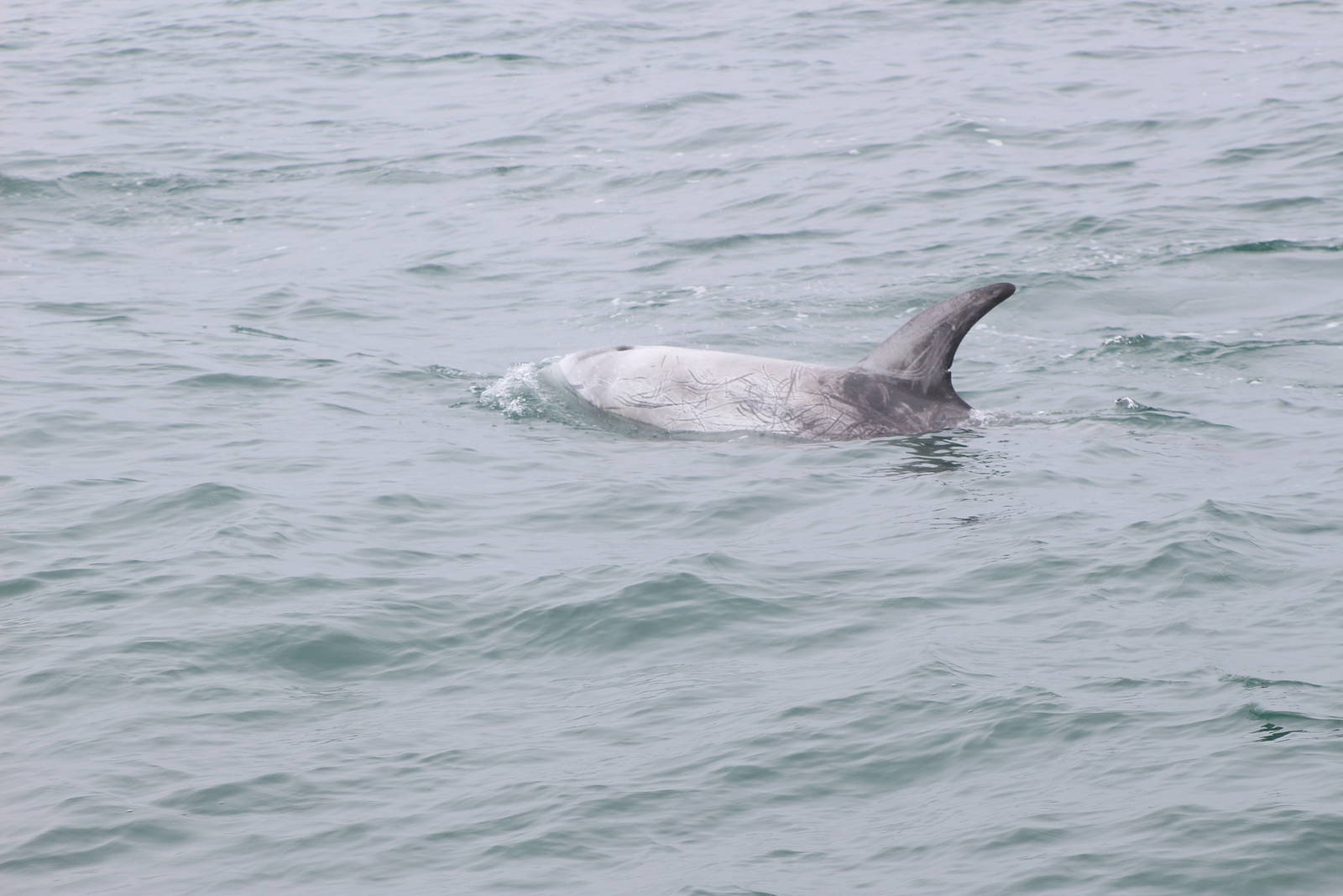 Risso's Dolphin - Monterey Bay
