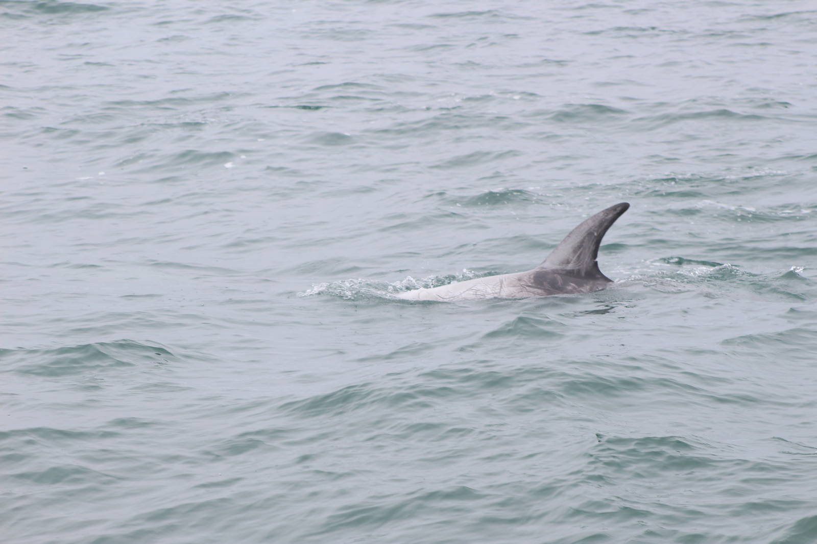 Risso's Dolphin - Monterey Bay