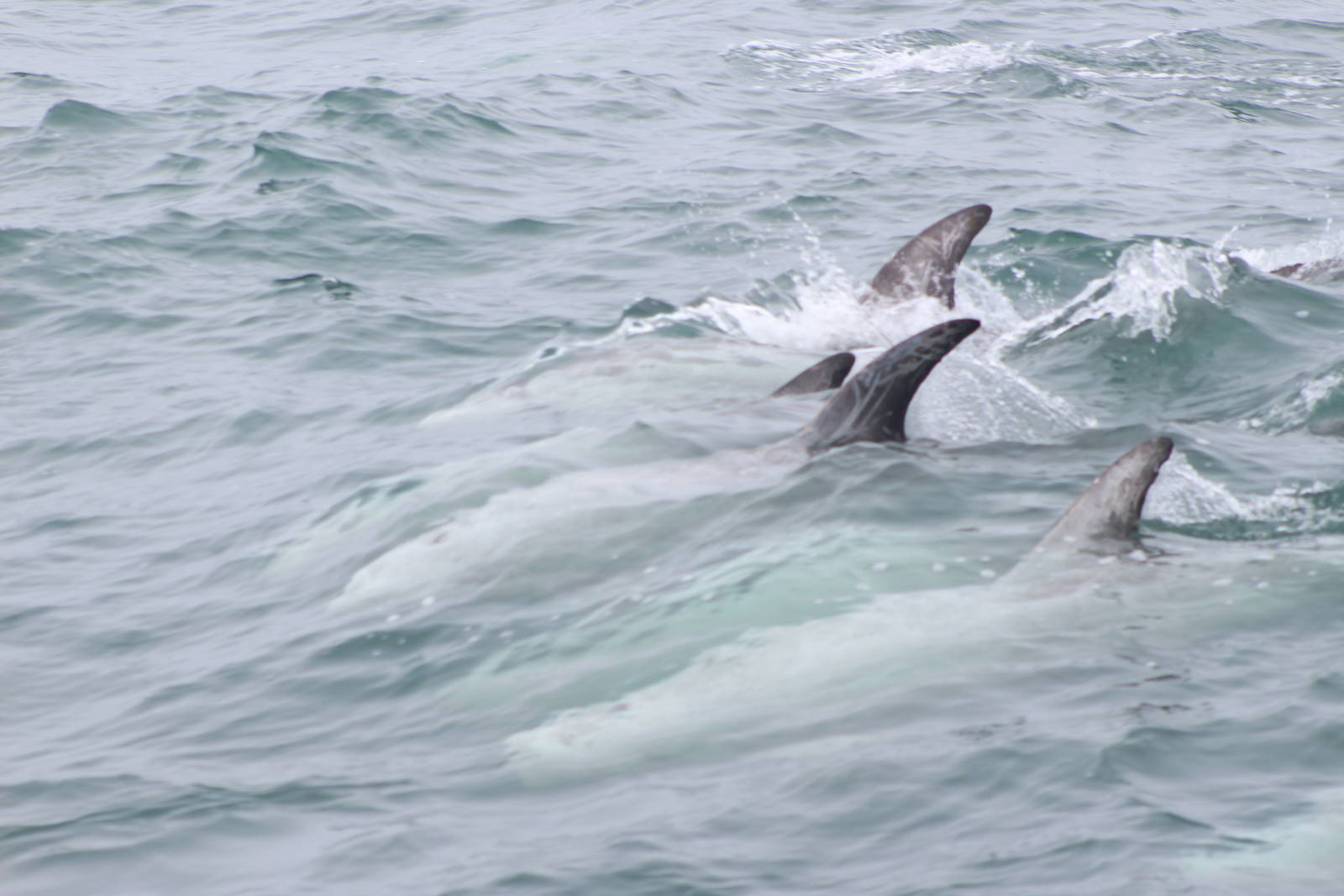 Risso's Dolphin - Monterey Bay