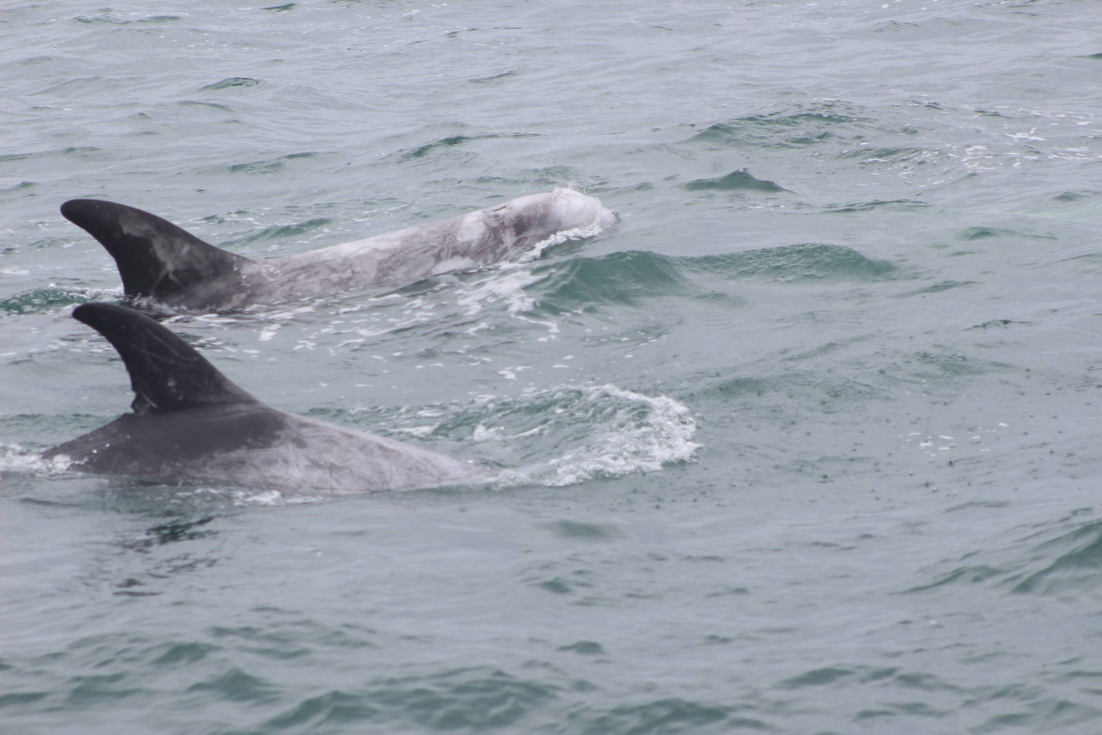 Risso's Dolphin - Monterey Bay