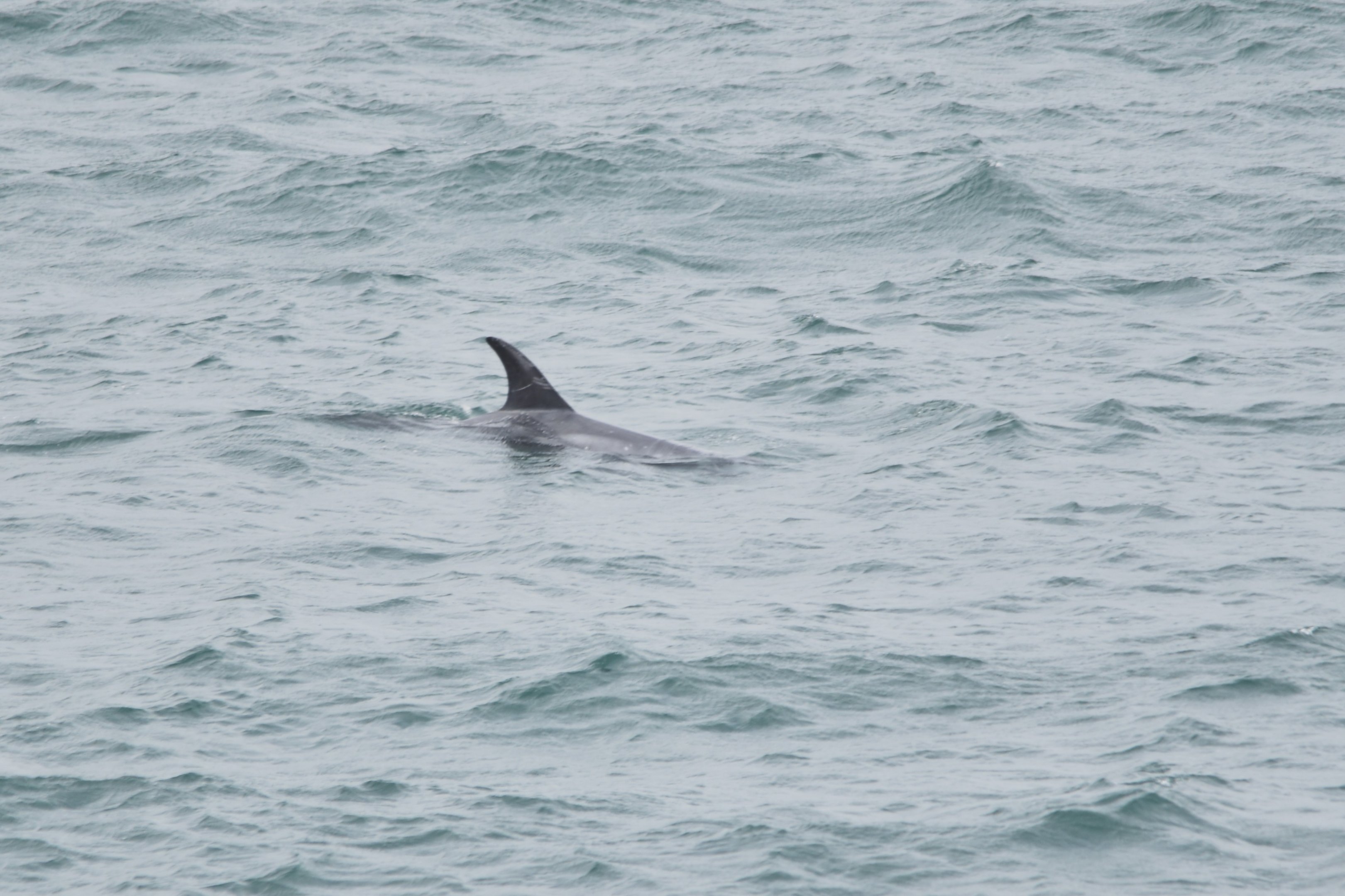 Risso's Dolphin, Point Lynas, Anglesey, 1st September 2025