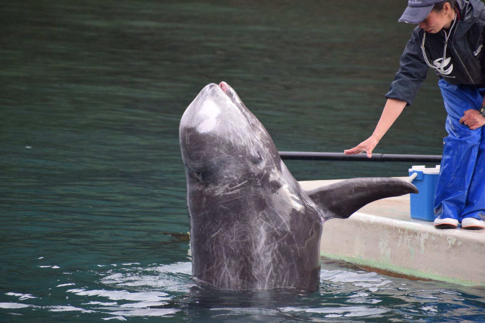 Risso's dolphin - Taiji Whale Museum
