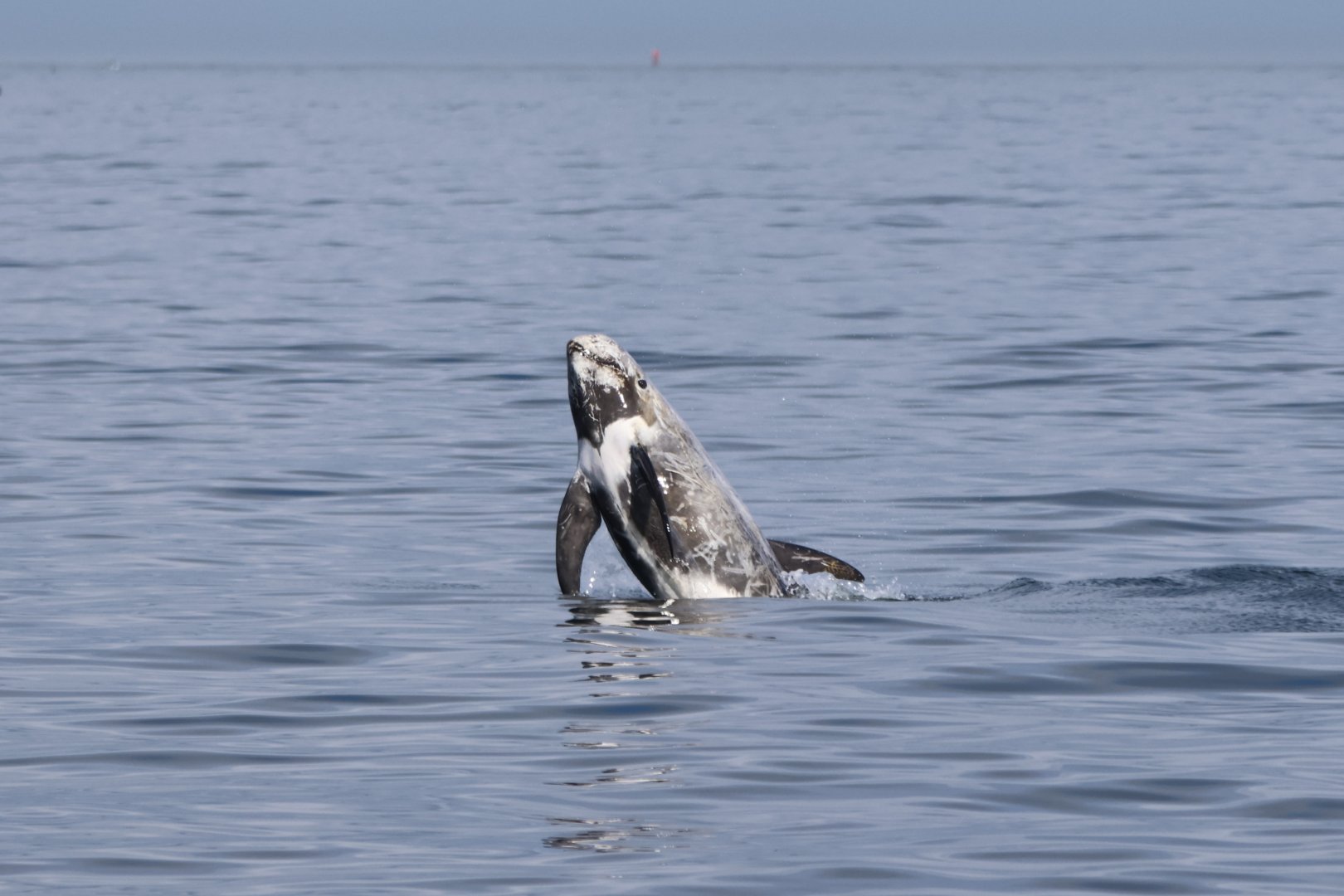 Risso's Dolphin