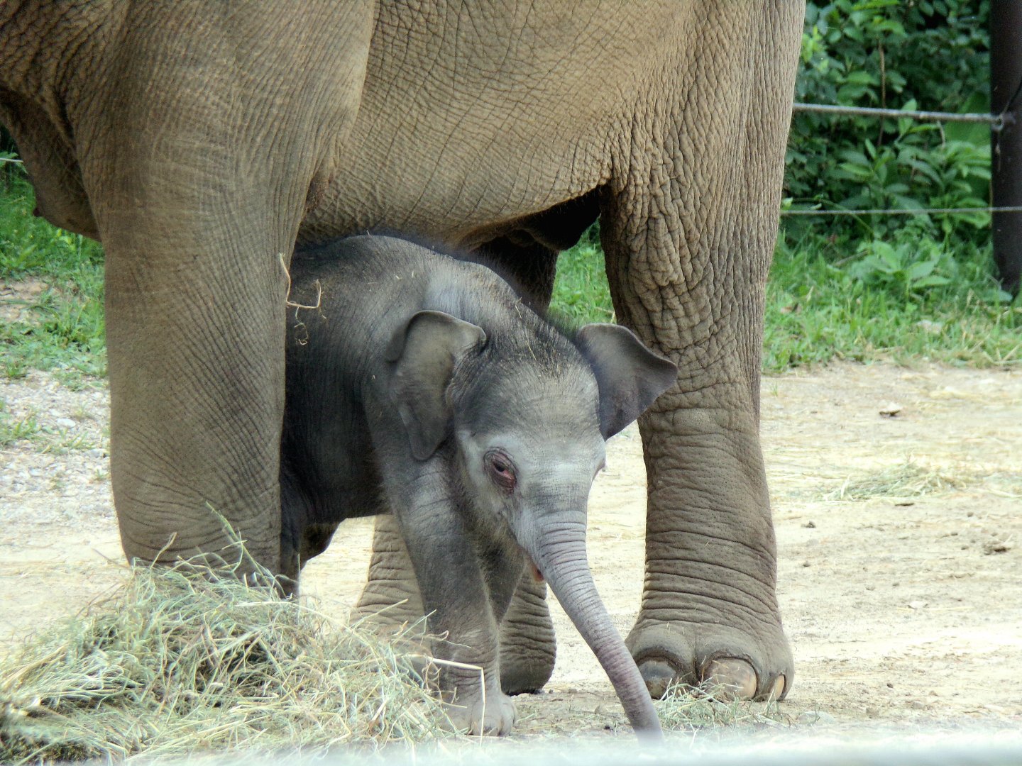 Rita Jean (Asian Elephant Calf), 2 weeks old