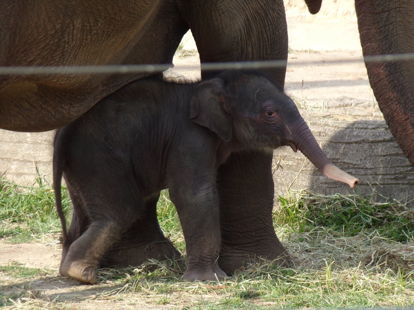 Rita Jean (Asian Elephant Calf), 2 weeks old