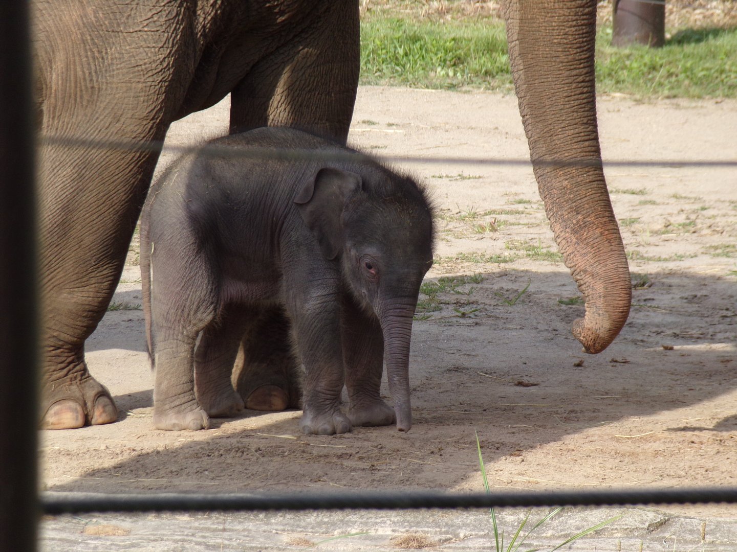 Rita Jean (Asian Elephant Calf), 2 weeks old