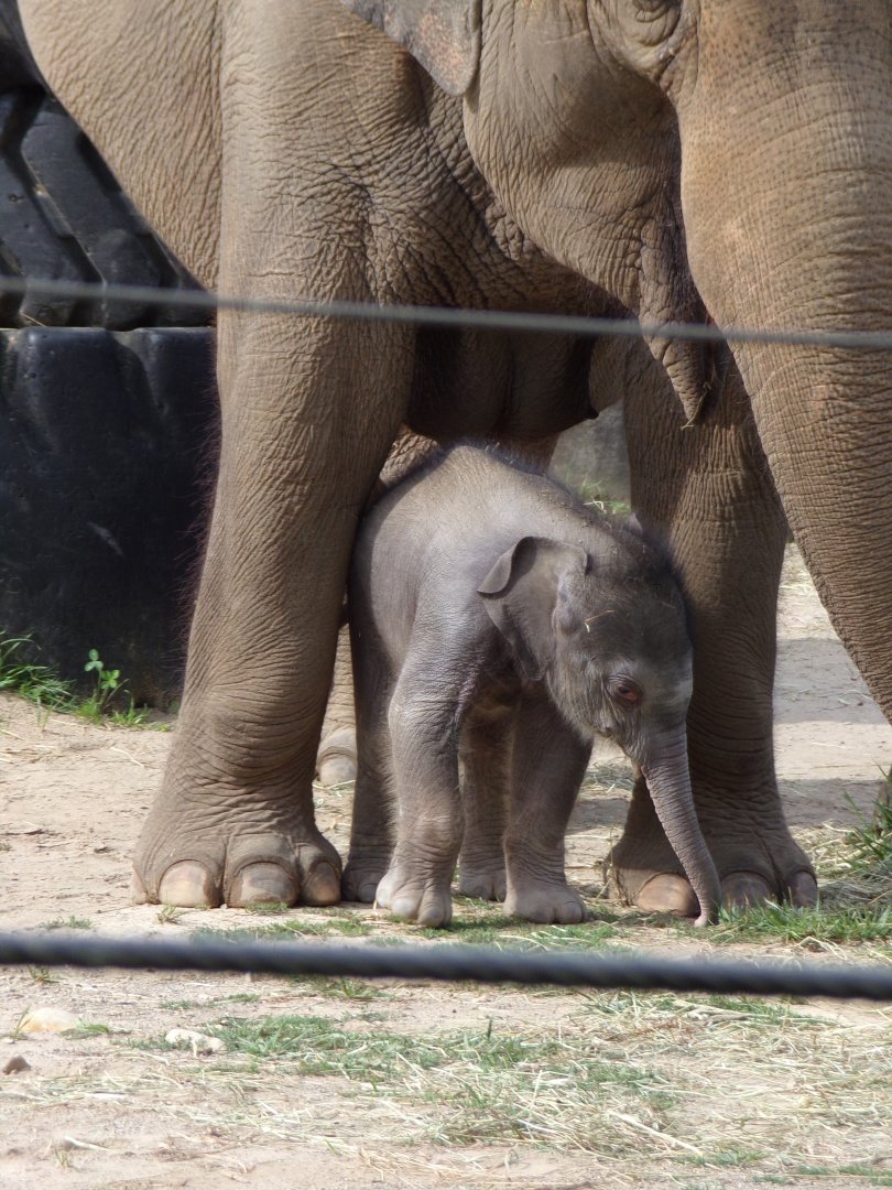 Rita Jean (Asian Elephant Calf), 2 weeks old