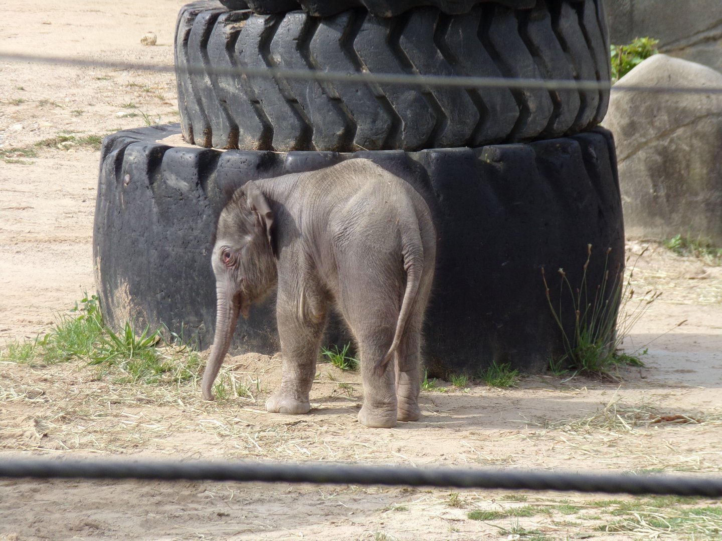 Rita Jean (Asian Elephant Calf), 2 weeks old