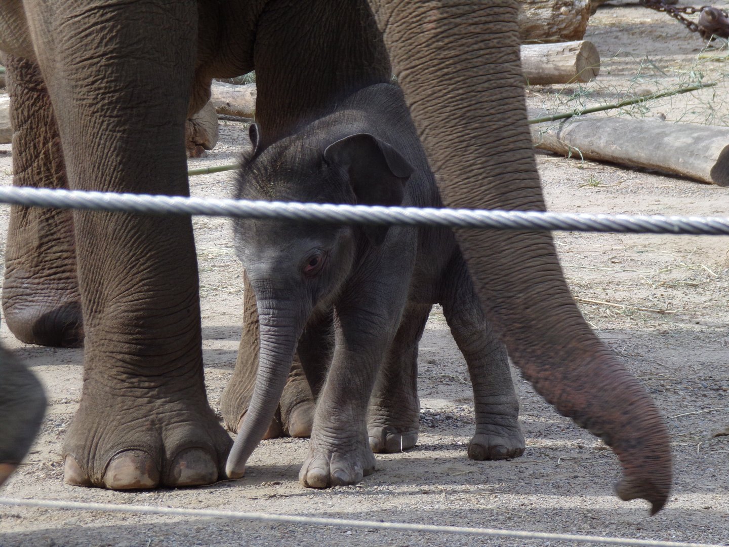 Rita Jean (Asian Elephant Calf), 2 weeks old