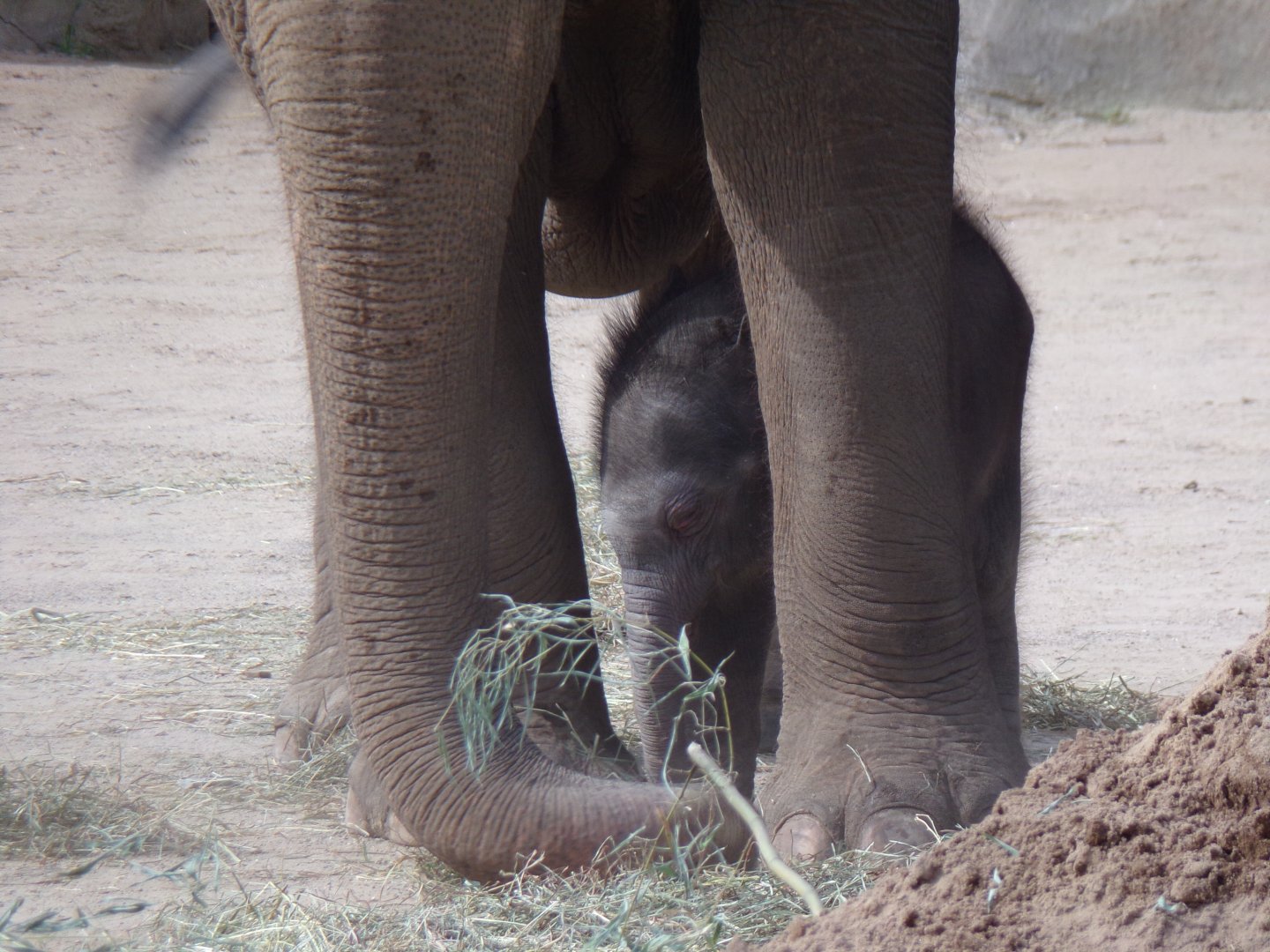 Rita Jean (Asian Elephant Calf), 2 weeks old