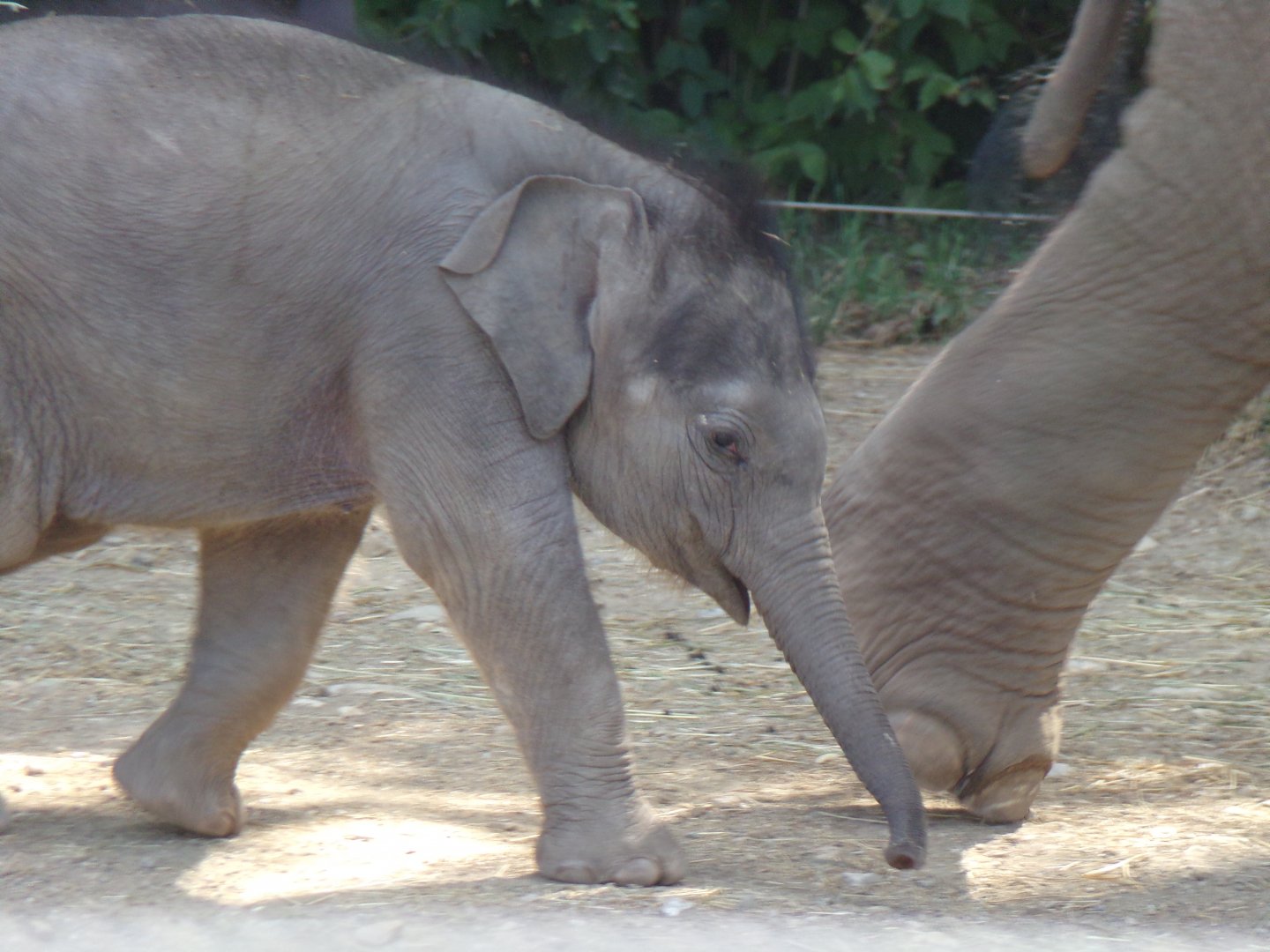 Rita Jean (Asian Elephant Calf), 5 weeks old