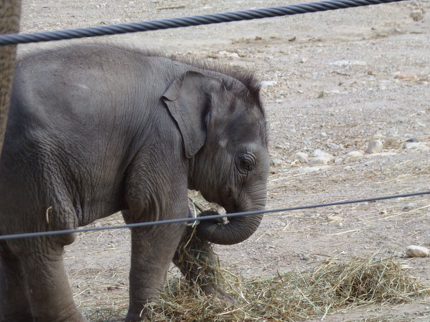 Rita Jean (Asian Elephant Calf), 5 weeks old