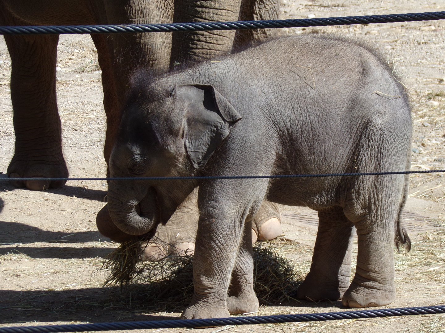 Rita Jean (Asian Elephant Calf), 5 weeks old