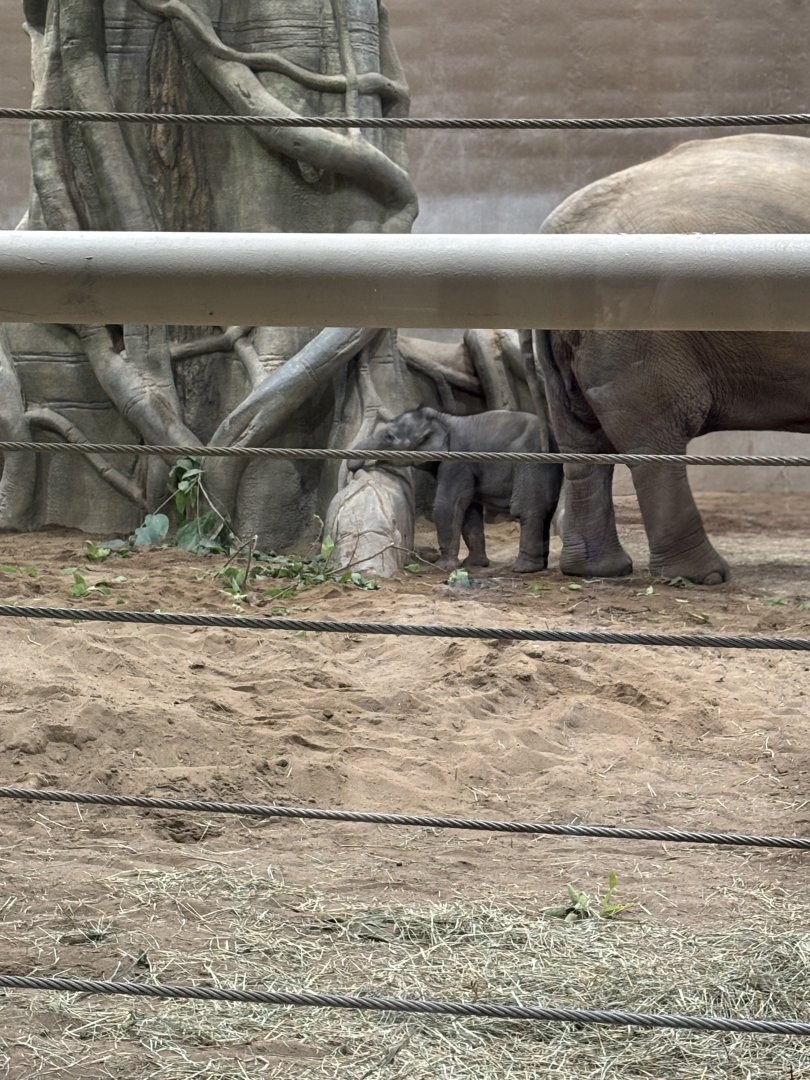 Rita Jean, Asian Elephant Calf